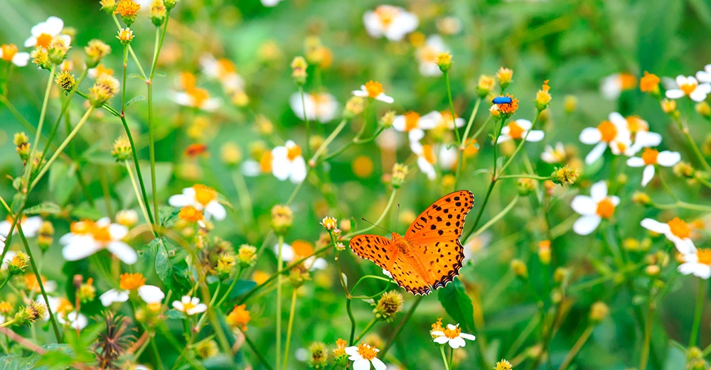 Blumenwiese mit weißen Margeriten, auf einer sitzt ein kleiner blauer Käfer, auf der anderen Blüte ein Kleiner Perlmuttfalter, knallorange mit schwarzen Tupfen
