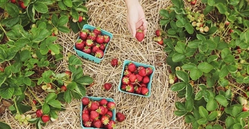 Eine Hand pflückt eine Erdbeere Erdbeeren sind in blaugrünen Körben platziert umgeben von grünen Erdbeerpflanzen und auf trockenem Stroh liegend.