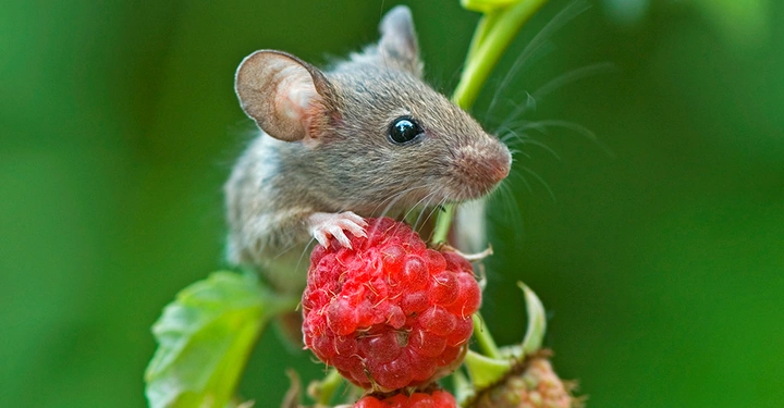 Spitzmaus hält Himbeere zwischen den Vorderpfoten und blickt nach rechts. Grashalm und Blätter im Hintergrund der Maus. 