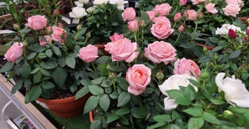 Verschiedene weiße und rosarote Rosenstöcke in Kübeln, die in einem Gartencenter ausgestellt sind.