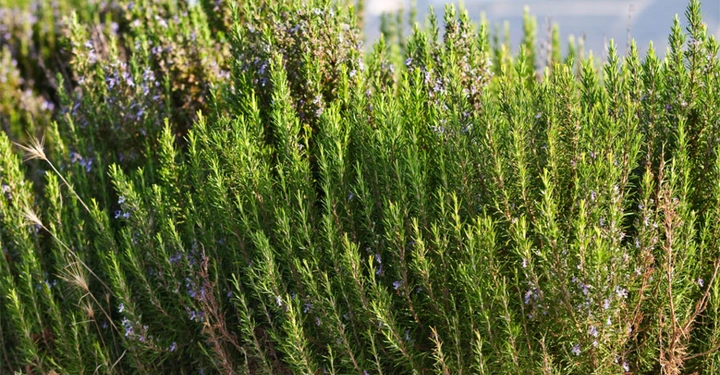 Grüne Rosmarinsträucher wachsen üppig mit kleinen violetten Blüten mitten in einer sonnigen Landschaft bei klarem Himmel im Hintergrund.