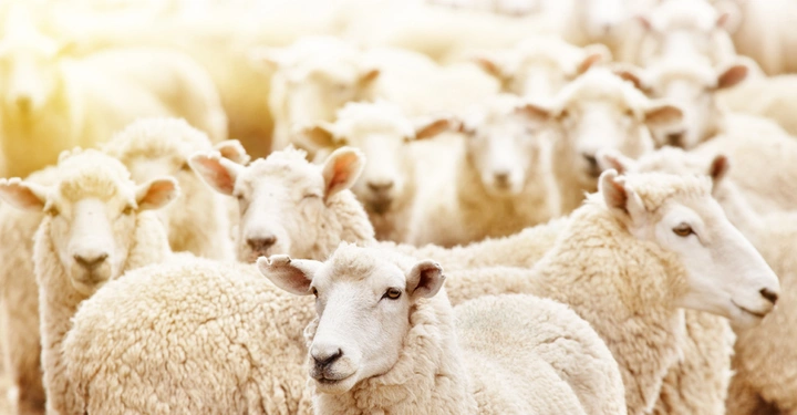 Ein Gruppe weißer Schafe steht zusammen auf einer Weide mit unscharfem Vogelgezwitscher im Hintergrund und sanftem Sonnenlicht.