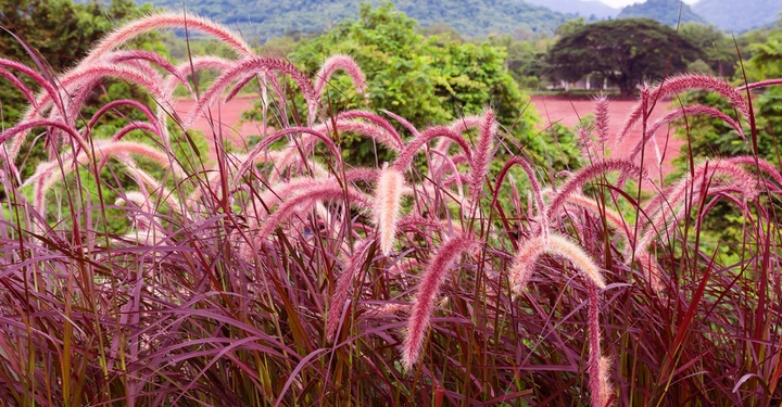 Gräser mit rosa Rispen sind im Vordergrund zu sehen in der Ferne befinden sich grüne Bäume und bergige Landschaften unter bewölktem Himmel.