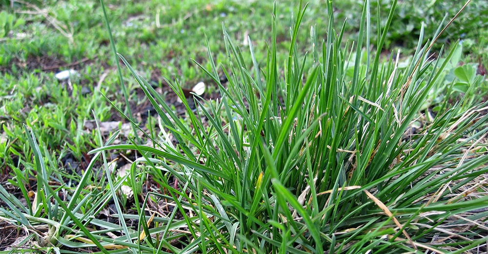 Gräser wachsen im Freien auf einer Wiese umgeben von anderen grünen Pflanzen und Erde.