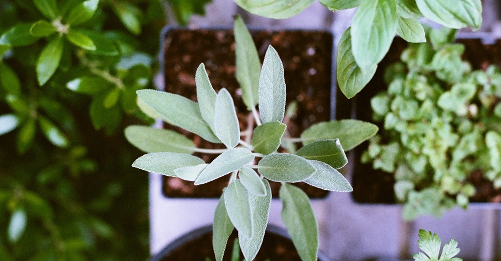 Topfpflanze mit grünen Blättern wächst in einer Reihe von Pflanzen auf einer grauen Oberfläche umgeben von anderen grünen Pflanzen in Töpfen