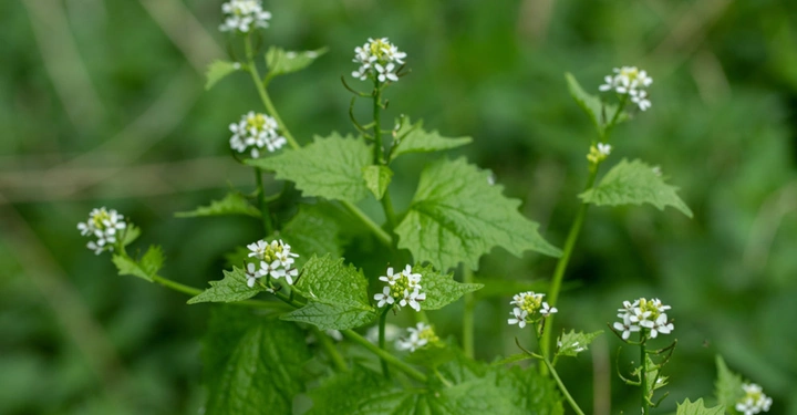 wild wachsende Knoblauchranke mit weißen kleinen Blüten