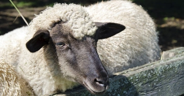 Ein Schaf steht in der Sonne vor einem Holzzaun auf einer grünen Wiese