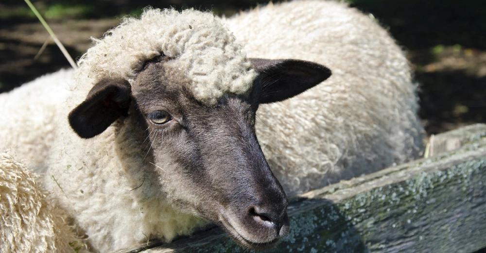 Ein Schaf steht in der Sonne vor einem Holzzaun auf einer grünen Wiese