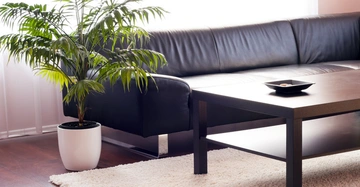 Pflanze steht in einem weißen Topf neben einem schwarzen Ledersofa, Kaffeetisch mit flachem Dekoobjekt auf einem beigen Teppich vor einem sonnendurchfluteten Fenster in einem modernen Wohnzimmer.