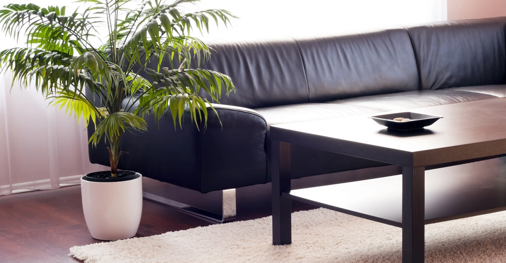 Pflanze steht in einem weißen Topf neben einem schwarzen Ledersofa, Kaffeetisch mit flachem Dekoobjekt auf einem beigen Teppich vor einem sonnendurchfluteten Fenster in einem modernen Wohnzimmer.