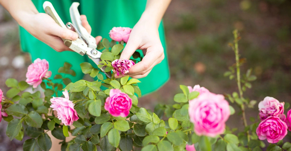 Hände schneiden mit einer Gartenschere rosa Rosenblüten von einem blühenden Rosenstrauch im Garten ab. Hintergrund unscharf mit grüner Kleidung und natürlicher Umgebung.