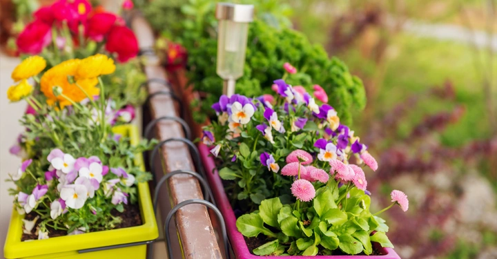Blumen blühen in farbigen Kästen. Sie sitzen auf einer Balkonbrüstung im Freien. Im Hintergrund ist grüne Vegetation zu sehen. Eine Solarleuchte ist zwischen den Blumentöpfen angebracht.