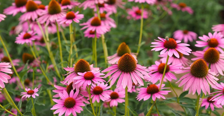 Rosa Sonnenhüte blühen üppig in einem dichten Blumenbeet im Freien, ihre satten Blütenblätter und prominenten braunen Zentralkegel ragen über grünem Laub hervor.