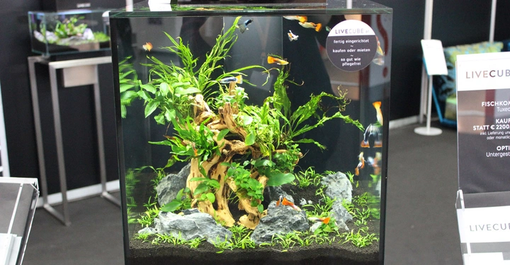 Galerie-Bild 13: Ein Aquarium mit Wasserpflanzen und Fischen steht in einem Ausstellungsraum. Schilder zeigen den Text: LIVE CUBE LIVE CUBE fertig eingerichtet kaufen oder mieten so gut wie pflegefrei LIVE CUBE KAUFEN STATT €2200 Fischkomb Tuxeed Opti