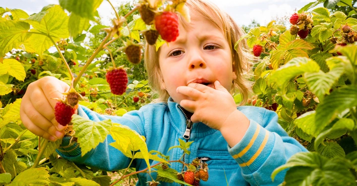 Kleinkind pflückt und isst Himbeeren in einer üppigen Himbeerplantage an einem sonnigen Tag