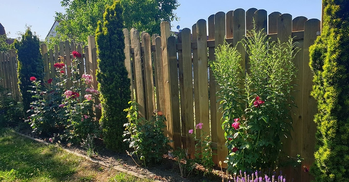 breitlattiger, hoher Holzzaun mit Rosensträuchern in rot und pink davor und einigen hohen Sträuchern und Hecken