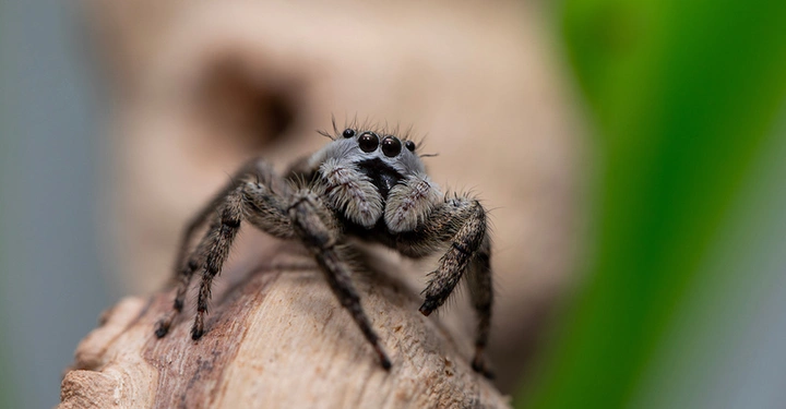Spinne klettert auf einem Ast. Haustiere im Terrarium in einem Mietobjekt.