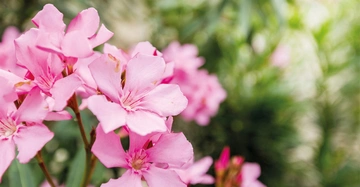 Rosarote Oleanderblüten in einem grünen Garten.