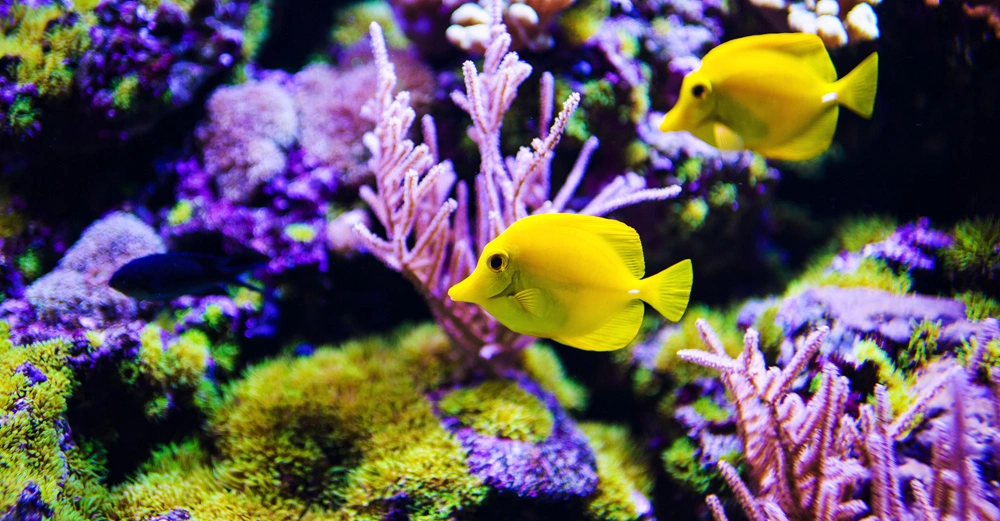 Zwei gelbe Fische schwimmen über einer bunten, lebendigen Korallenlandschaft im Aquarium, welche mit verschiedenen Pflanzen und Korallenstrukturen in violett und grün dekoriert ist.