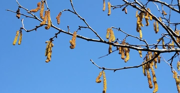 Zweige mit gelben Kätzchen hängen an einem Baum in der Nähe, umgeben von einem klaren blauen Himmel.