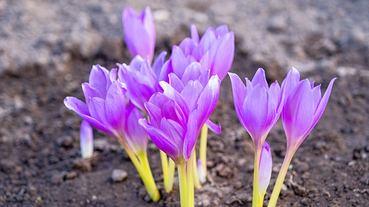 lila Krokusse wachsen aus nackter brauner Erde