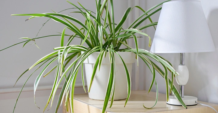 Grünlilie auf Sideboard neben weißer moderner Tischleuchte