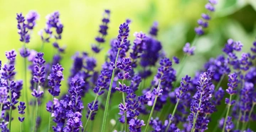 Lila Lavendelblüten wachsen in einem Garten vor einem verschwommenen, grünen Hintergrund