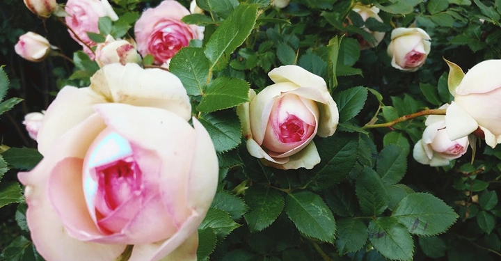 Rosenblüten öffnen sich in einem Garten umgeben von grünen Blättern in verschiedenen Stadien des Erblühens