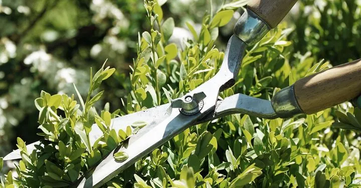 Schädlinge und Nützlinge - wohnnet.at