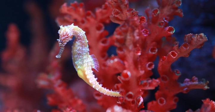 Ein Seepferdchen schwimmt neben roten Korallen in einem Unterwasserumfeld