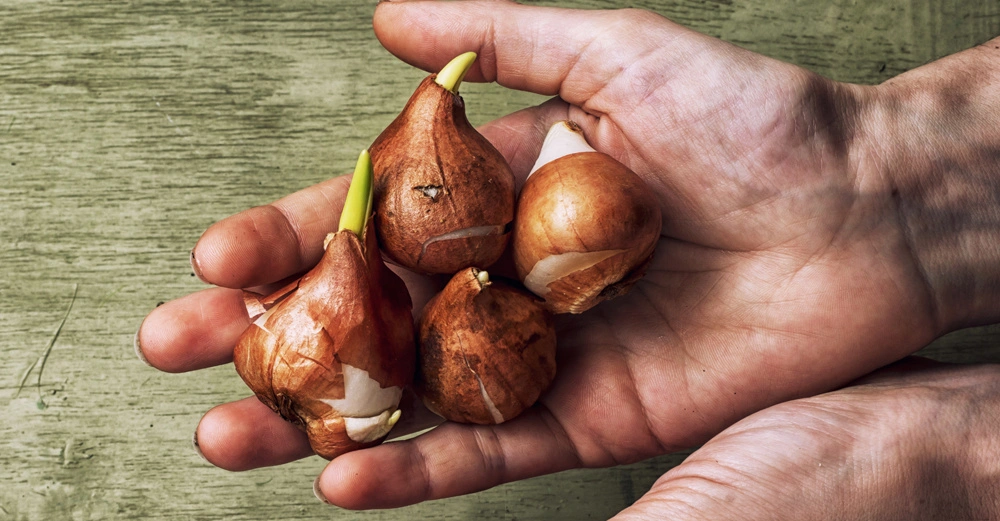 Hand hält vier kleine Zwiebelknollen mit grünen Trieben auf einer grünen hölzernen Oberfläche