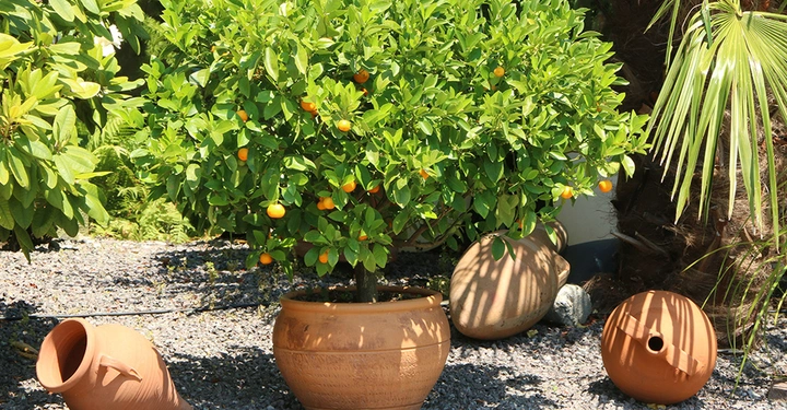 großes Orangenbäumchen im Kübel steht in sonnigem Garten auf einer Steinterrasse