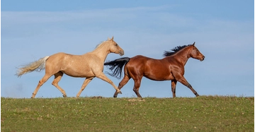 Der Gewinner der Kategorie "Schönstes Tierfoto"´: Ein dunkelbraunes und ein hellbraunes Pferd galoppieren in der Landschaft