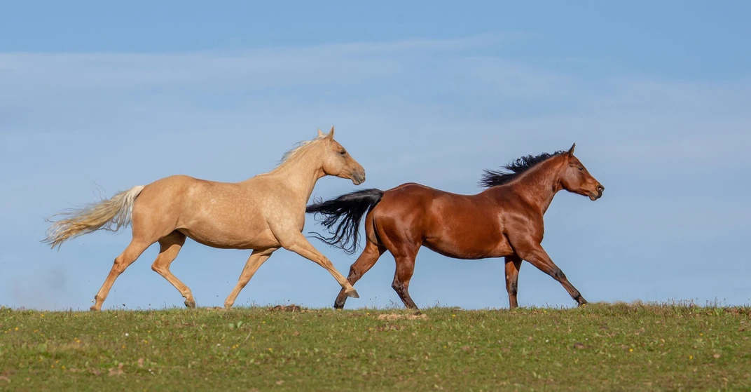 Der Gewinner der Kategorie "Schönstes Tierfoto"´: Ein dunkelbraunes und ein hellbraunes Pferd galoppieren in der Landschaft