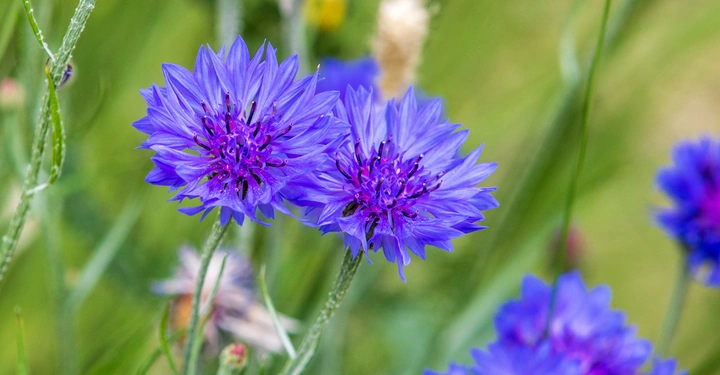 Galerie-Bild 4: Zwei hellviolette Kornblumen blühen in einer grünen Wiese mit verschwommenen Grashalmen und anderen Pflanzen im Hintergrund.
