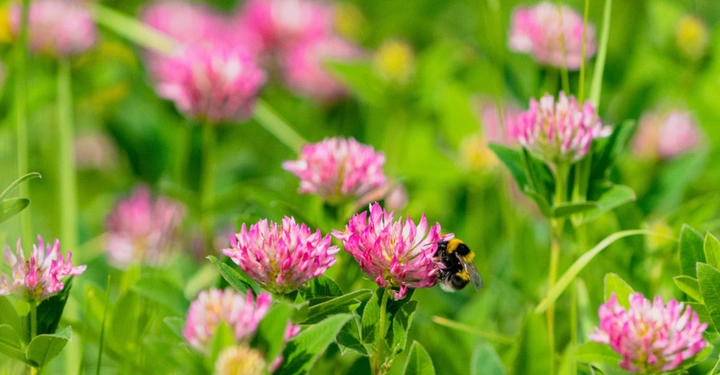 roter Wiesenklee mit Blättern und Blüten